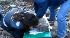 Історія вольф наварра, який вибрав життя